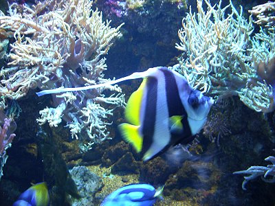 Jugendblasorchester Sachsenwald verbrachte ein Wochenende auf der Insel Fehmarn - im Meerwasseraaquarium in Burg auf Fehmarn