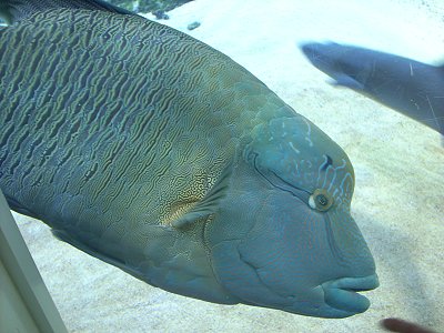 Jugendblasorchester Sachsenwald verbrachte ein Wochenende auf der Insel Fehmarn - Napoleon Fisch