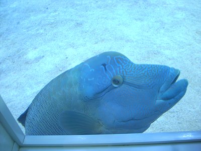 Napoleon Fisch im Meerwasseraaquarium in Burg a. Fehmarn