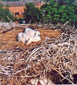 Der Storch in Möhnsen