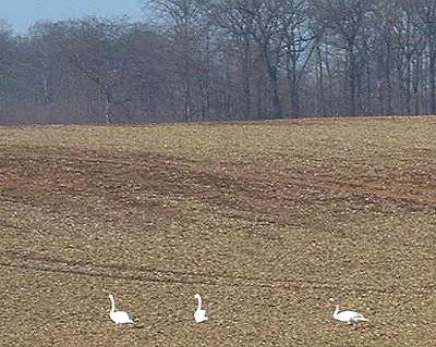 Wildgänse bei Lankau